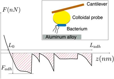 Effect of pH on the Electrochemical Behavior of Hydrogen Peroxide in the Presence of Pseudomonas aeruginosa